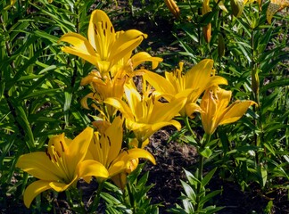 Beautiful yellow lilies. Photo for cards, presentations.