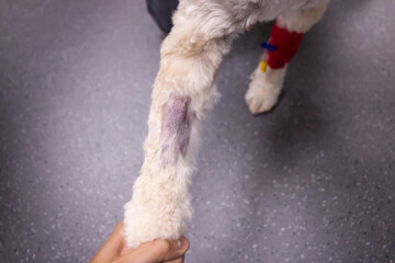 Coagulation disorder in small animals