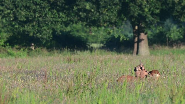 Roe deer female with two fawn search feed in the meadow, summer, (capreolus capreolus), germany