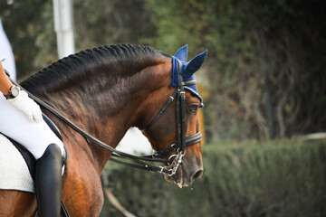 Head-shot of a spanish dressage horse during competition with jockey