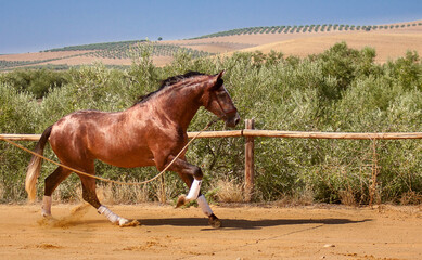Spanish horse being trained with rope in a riding school