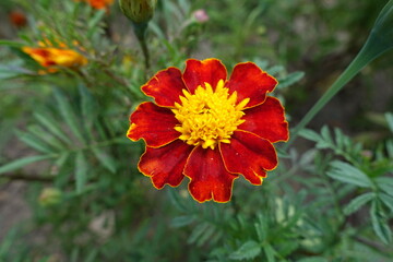 Carmine red and yellow flower head of Tagetes patula in mid July