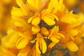 Obraz na płótnie Canvas Gorse bush in flower in close up 