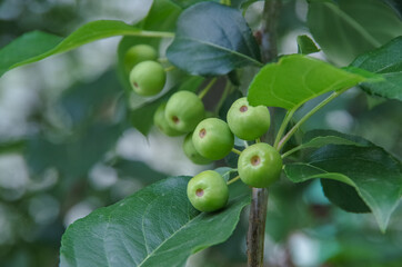 green apples on a tree