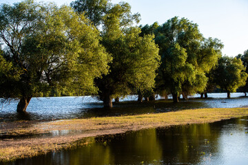 Trees in a lake with roots under water and branches out in Moldova. Trees in swamps and muds of...
