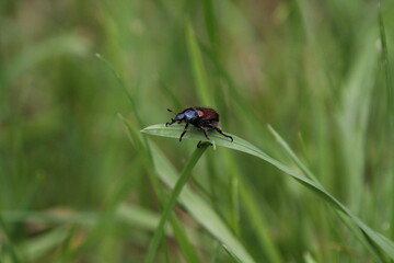 bug on a leaf