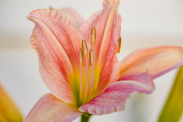 and another small pink and yellow lily blooming in the Lily garden