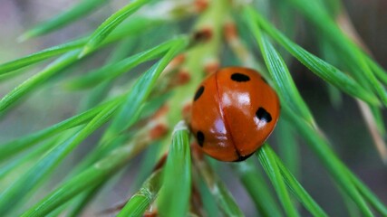 A ladybug wandering on a branch
