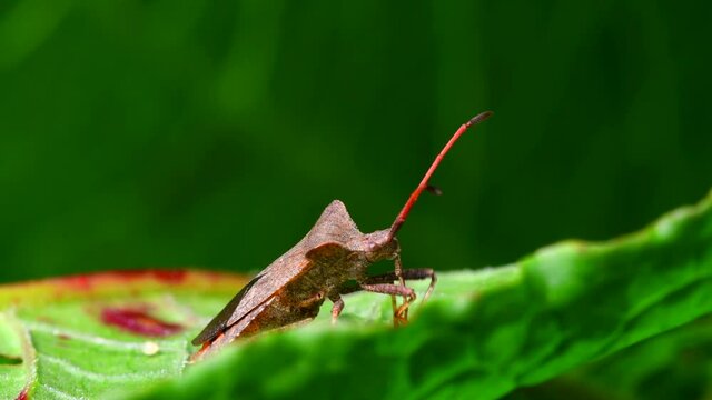 Dock Bug on a leaf. His Latin name is Coreus marginatus.