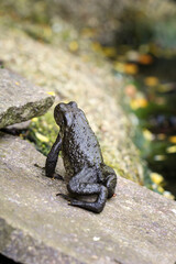 Eine Erdkröte Bufo Bufo am Rand eines Teich.