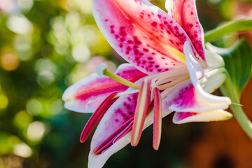 a side view of a Stargazer lily blooming in the orange garden