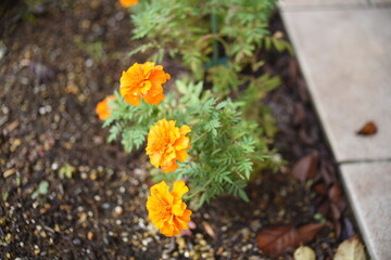 庭に咲くマリーゴールド