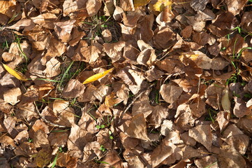 Dry sheet