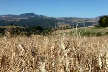 campo di grano,spighe grano maturo,panorama 