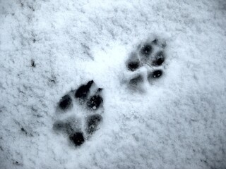 Pfotenabdrucke von einem Hund im Schnee