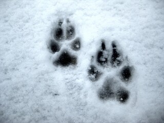 Pfotenabdrucke von einem Hund im Schnee