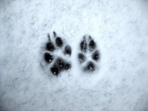 Pfotenabdrucke von einem Hund im Schnee