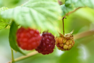 Three ripening raspberries on a branch against a green background