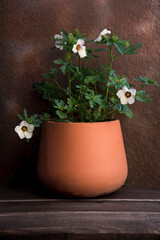 decorative clay pot with flowers
