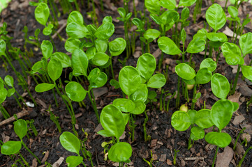 Small seedlings, plants that grow on the ground, Gardening.Young seedlings plants growing.