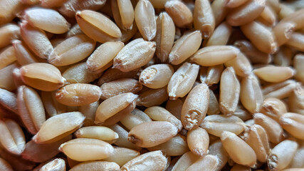 Processed organic wheat grains as agricultural background