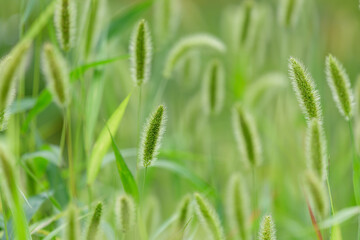 Green bristlegrass, Green foxtail, Close up