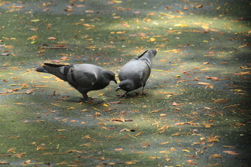 Pigeon after rain sunlight in Mumbai
