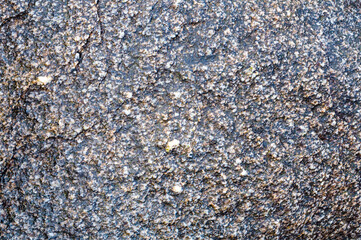 Sea stone texture. Panel texture. Background fill. Natural stone background.