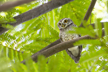Spotted Owlet resting on the tree branch. 