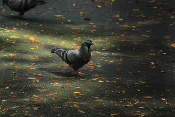Pigeon after rain sunlight in Mumbai