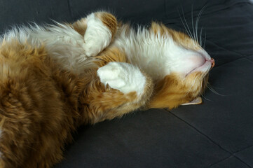 Fluffy house cat. Red cat at home resting. Red cat lying on the sofa.