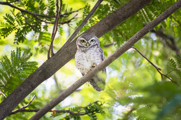 Spotted Owlet resting on the tree branch. 