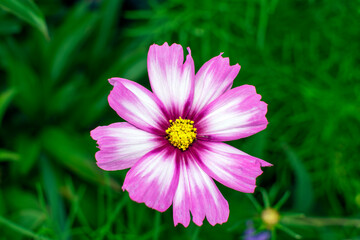 Fototapeta premium pink cosmos flower