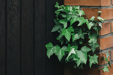 Naklejka na ściany i meble Beautiful green ivy leaves after rain on the wall.