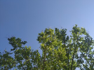 Green tree branches against blue sky