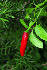 red hot chili peppers