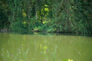 Ufer Bewuchs an einem Fluss im Ruhrgebiet