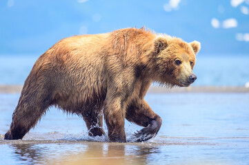 Obraz premium Ruling the landscape, brown bears of Kamchatka (Ursus arctos beringianus)
