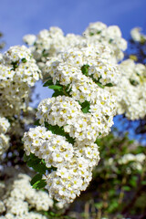 white flowers in the garden