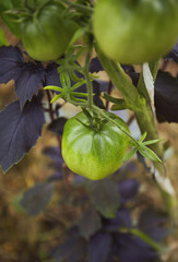 Ripe and unripe tomatoes hanging on a branch in a hothouse