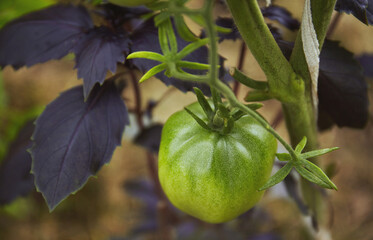 Ripe and unripe tomatoes hanging on a branch in a hothouse
