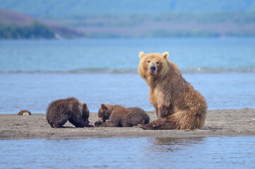 Fototapeta premium Ruling the landscape, brown bears of Kamchatka (Ursus arctos beringianus)