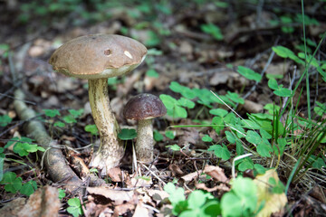 Porcini mushrooms growing in the woods. Wild nature