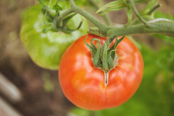 Ripe and unripe tomatoes hanging on a branch in a hothouse