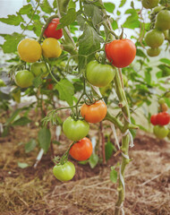 Ripe and unripe tomatoes hanging on a branch in a hothouse