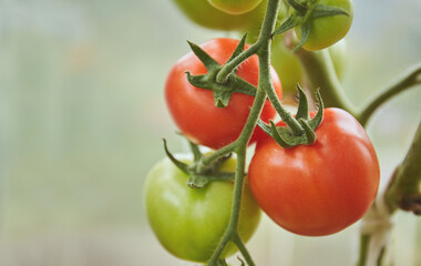 Ripe and unripe tomatoes hanging on a branch in a hothouse