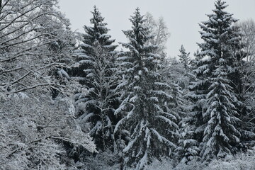 Tannenbäume im Winterkleid