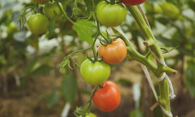 Ripe and unripe tomatoes hanging on a branch in a hothouse