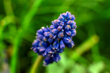 close up of a blue hyacinth