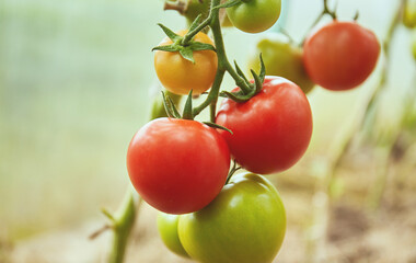 Ripe and unripe tomatoes hanging on a branch in a hothouse